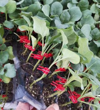 磐安哪里卖嫁接长茄子苗,兰溪765绿把长茄苗育苗厂2026