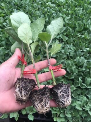 义乌哪里卖嫁接的圆茄子苗,东阳黑宝圆茄种苗厂2026