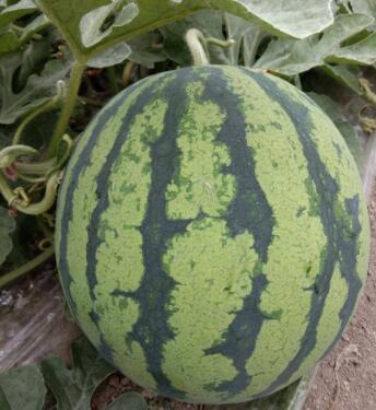 宝丰育美都西瓜苗厂,平顶山嫁接西瓜苗甜王、红玉、2k