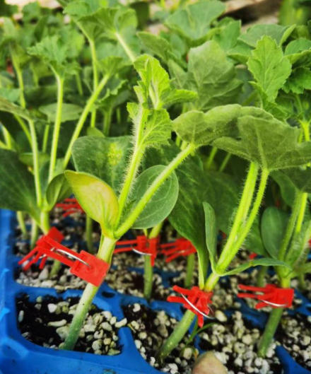 章丘哪有卖西瓜嫁接苗,青岛专业育美都西瓜苗厂家2026